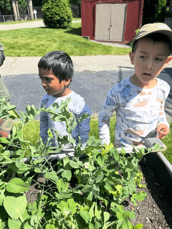 Children gardening on the Weston campus